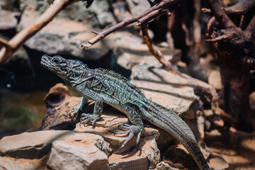 Riga, Latvia - July 19, 2024 - A lizard with detailed scales perched on a rock, surrounded by branches and rocks in a natural, arid habitat.