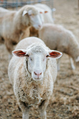 Obraz premium portrait of a sheep