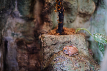 Riga, Latvia - July 19, 2024 - A brown frog resting on a rock in a terrarium, with a small plant and textured background, highlighting its natural habitat.