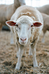 portrait of a sheep