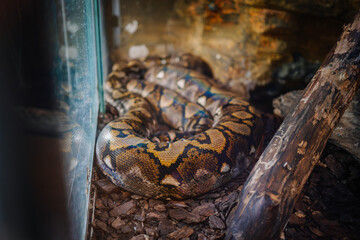 Riga, Latvia - July 19, 2024 - A large python coiled in a terrarium, displaying its vibrant patterns and scales, surrounded by wood chips and logs, creating a naturalistic habitat.