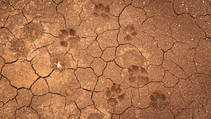 Top view of dog footprints on cracked ground, the dried earth with clay and sand. Concept of drought and global warming.