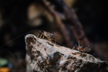 Riga, Latvia - July 19, 2024 -  Two small insects with long antennae on a rock, captured in a close-up shot with a dark, blurred background.