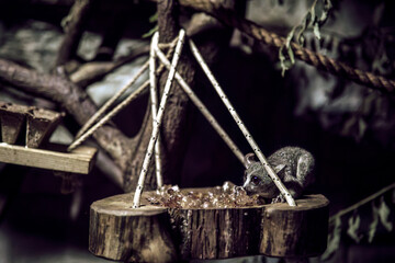 Riga, Latvia - July 19, 2024 - A small animal, possibly a bushbaby, drinking from a wooden platform with ropes in a dark, naturalistic enclosure.