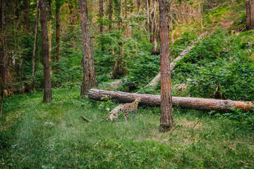 Riga, Latvia - July 19, 2024 - A serval stands in a lush, green forest clearing, surrounded by tall trees and fallen logs, blending into its natural habitat.