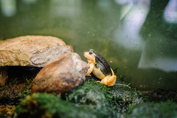 Riga, Latvia - July 19, 2024 -  A frog sitting on mossy rocks with a green background, showcasing...