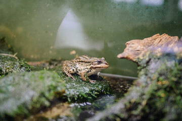 Riga, Latvia - July 19, 2024 - A frog sits on mossy rocks in a natural habitat with a green...