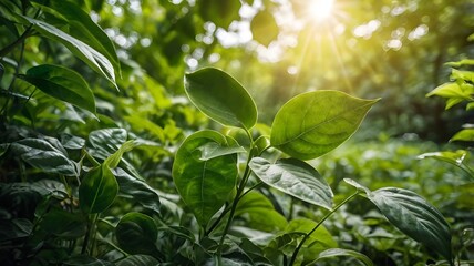 Obraz premium leaves in the garden