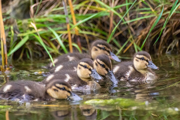 Schwimmende Gruppe von Enten-Küken