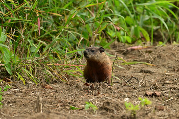 A baby groundhog explore the outside of its den along the edge of a wind row of an agriculture field