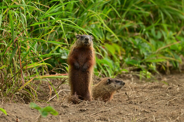 Two baby groundhogs explore the outside of their den along the edge of a wind row of an agriculture field