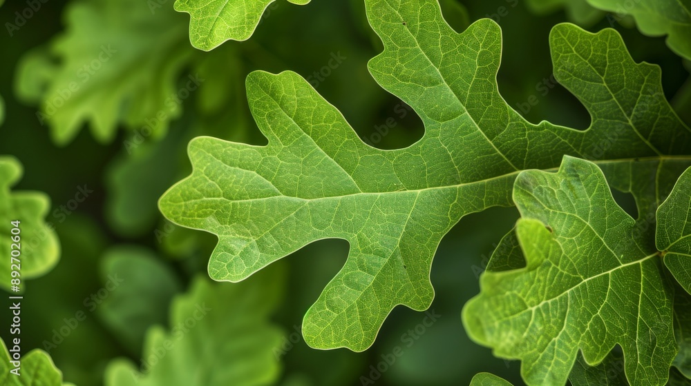 Canvas Prints Lush oak leaves in summer