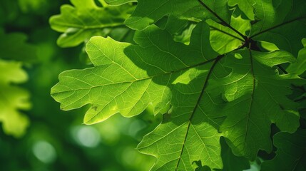 Lush oak leaves in summer