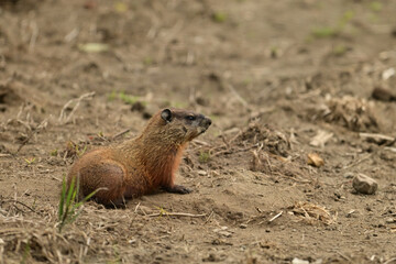 A baby groundhog explore the outside of its den along the edge of a wind row of an agriculture field
