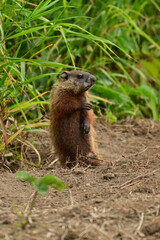 An alert cute baby groundhog sitting up on its back legs  explores the outside of its den