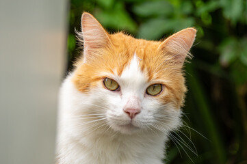 Weiß-orange Katze, Portrait