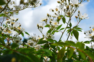 Jasmine flowers against the blue sky. Shrub branches - leaves and flowers. Green, white, blue.