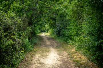 Empty walkway through a beautiful green nature with no people around