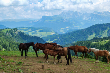 Seiser Alm (Italian: Alpe di Siusi, Ladin: Mont Sëuc) is a Dolomite plateau. Animals grazing