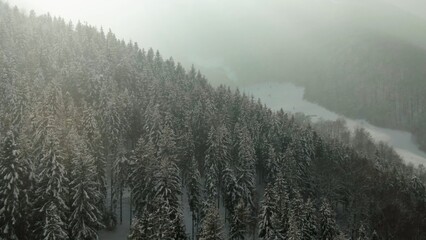 Moving view of coniferous woods in snow