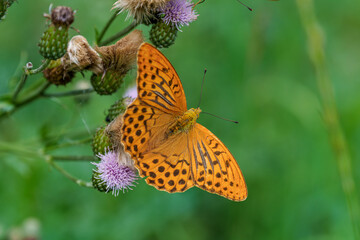 A vibrant butterfly is peacefully resting on purple wildflowers in the natural environment
