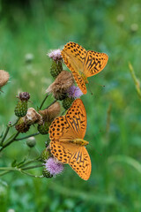 A vibrant butterfly is peacefully resting on purple wildflowers in the natural environment