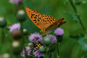 A vibrant butterfly is peacefully resting on purple wildflowers in the natural environment