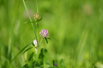 flower in the grass