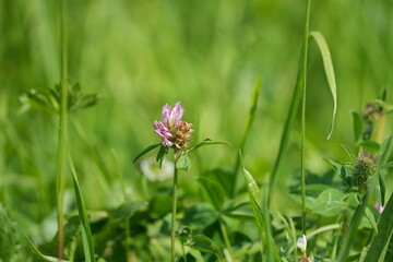 pink flower on green background