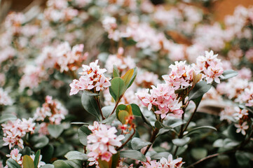 pink cherry blossom