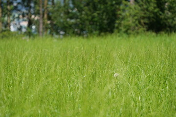 green grass in the morning, flowering grass, wallpaper, tranquil, bokeh background