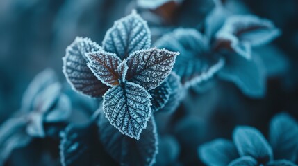 Leaves covered in a delicate layer of frost