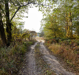 Obraz premium Dense forest against the sky. Beautiful landscape of trees and road in the forest