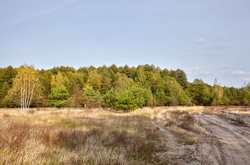 Dense forest against the sky and meadows. Beautiful landscape of a row of trees and road to forest