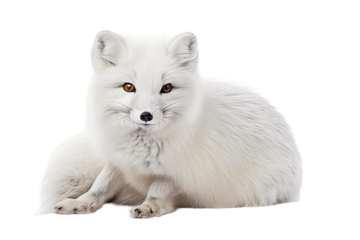 Fox in Seasonal Transition