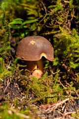 Fototapeta premium Detailed photo of a mushroom in the forest showcasing the beauty and diversity of nature
