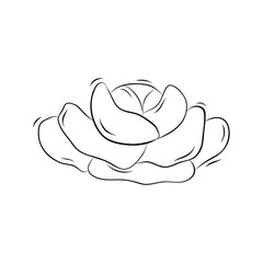 Sketch of cabbage head from the garden. Simple vector illustration in doodle style