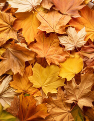 Close up of colorful autumn leaves on ground, vibrant fall colors. Fallen leaves texture. Top view