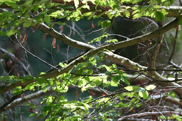 branches of a tree with green leaves in the morning