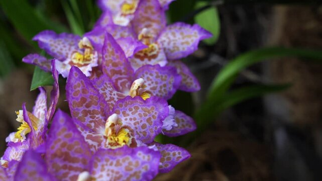 Close Up View of Purple and Yellow Orchids Blooming in a Garden