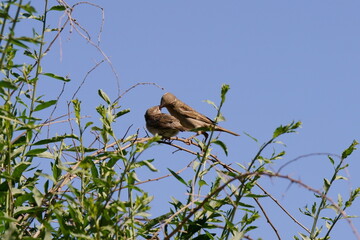 Wróbel(matka karmiąca) © tadzio1964