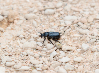 A Black Anteater Scarab Beetle (Genus Cremastocheilus) in Colorado