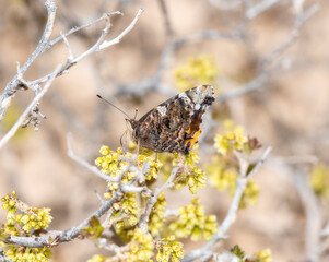 American Red Admiral Butterfly (Vanessa atalanta ssp. rubria) Resting on a Branch in Colorado