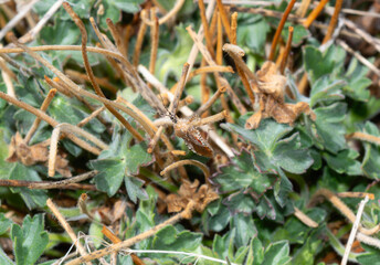 Assassin Bug (Genus Pselliopus) Perched Among Dried Plant Stems in Colorado