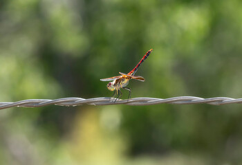 Band-Winged Meadowhawk Dragonfly (Sympetrum semicinctum) Perched on Wire in Colorado