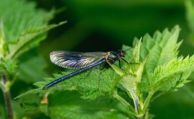 Banded Demoiselle Dragonfly (Calopteryx splendens) Resting on Green Leaves in the United Kingdom; England