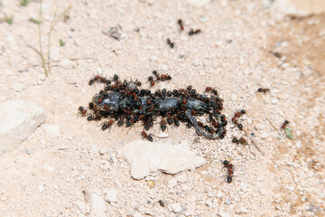 A dead Barred Tiger Salamander (Ambystoma mavortium) Being eaten by Western Thatching Ants (Formica obscuripes) in Colorado