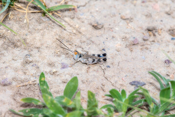 Big-Headed Grasshopper (Aulocara elliotti) on a Dusty Path in Colorado