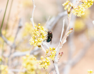 Black Blow Fly (Phormia regina) on Branch With Yellow Flowers in Colorado