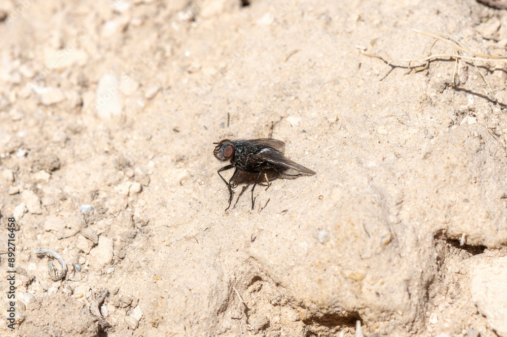 Wall mural blow fly (family calliphoridae) resting on dry soil in colorado